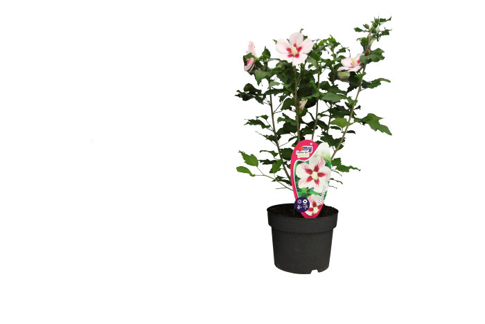 Hibiscus syriacus 19 cm potte